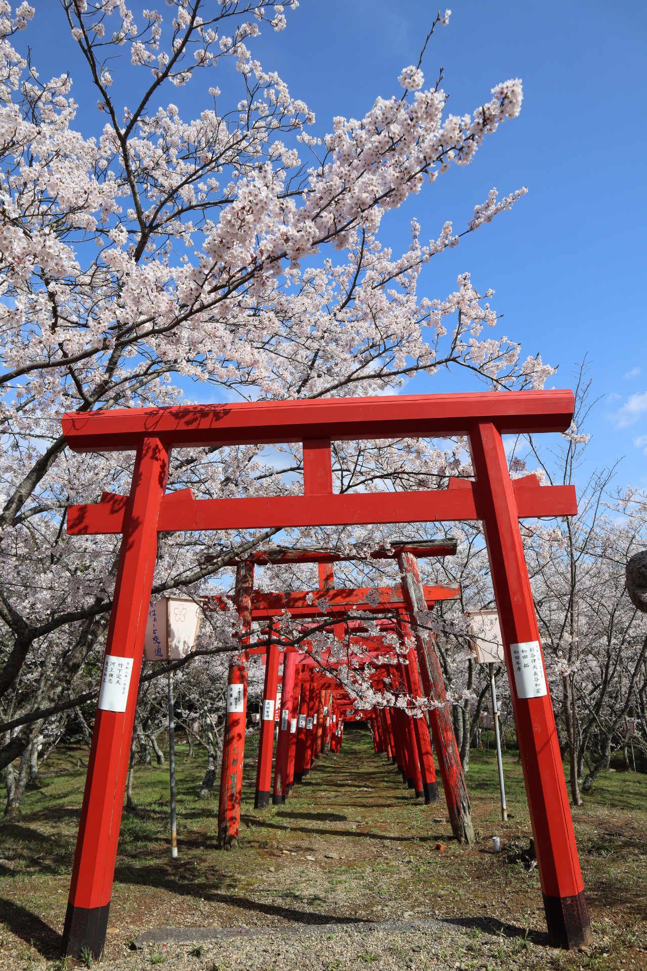大田市久手町刺鹿神社の桜の様子