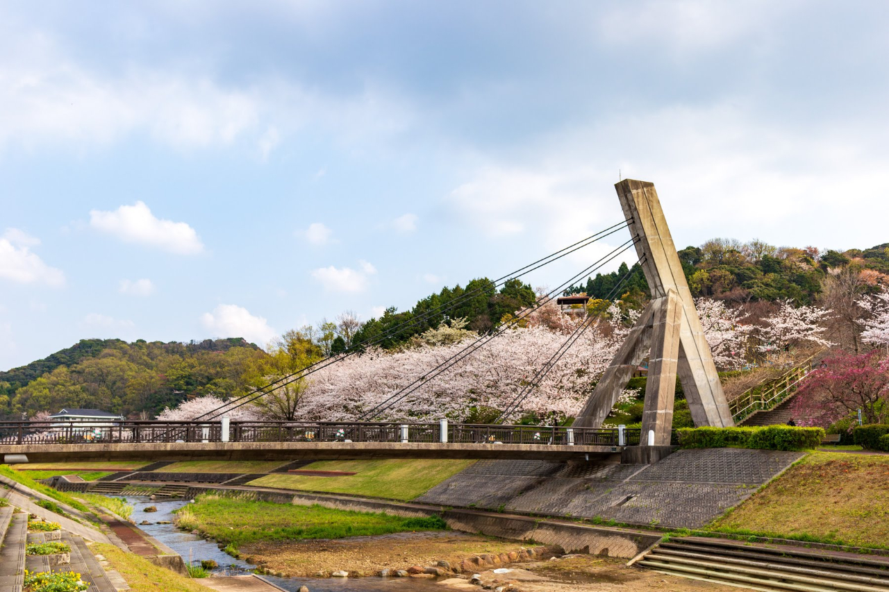 大田市仁摩町の桜