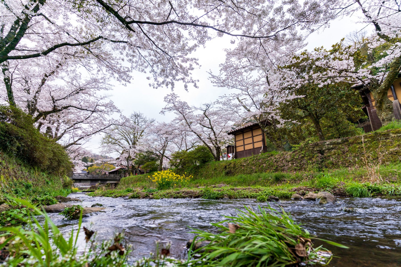 石見銀山資料館（いも代官ミュージアム）周辺の桜