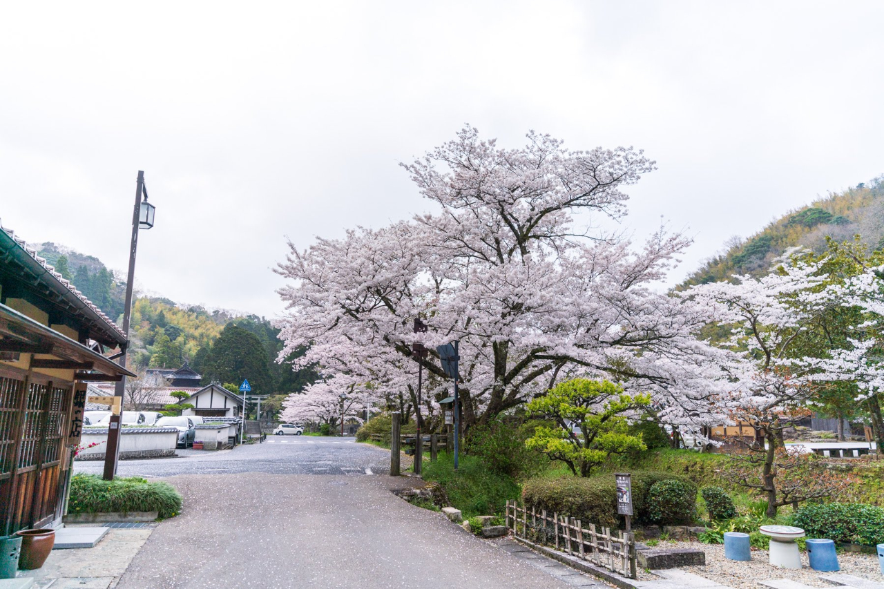 石見銀山資料館（いも代官ミュージアム）周辺の桜