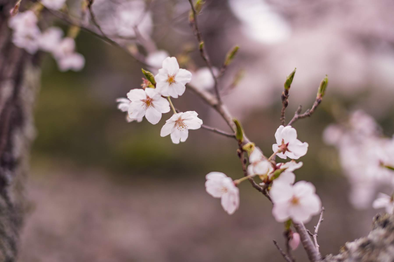 桜