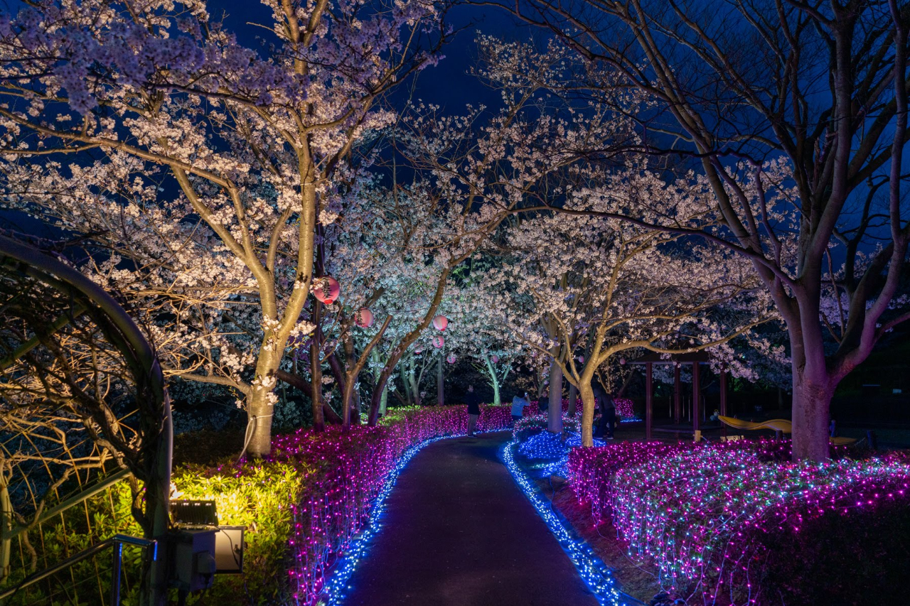 大田市仁摩町桜ライトアップ