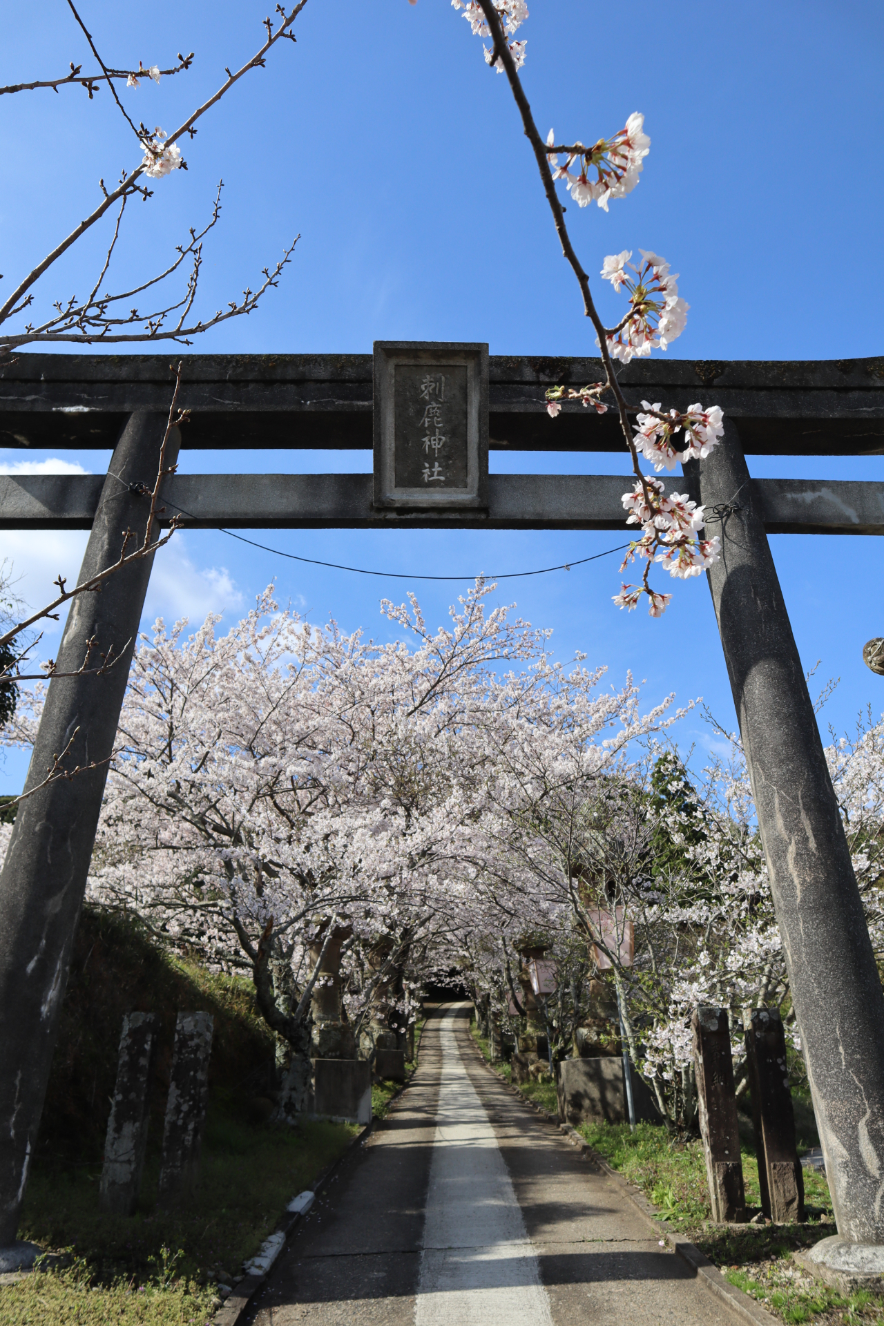 大田市久手町刺鹿神社の桜の様子