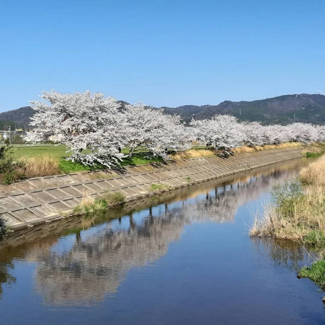 大田市長久町桜