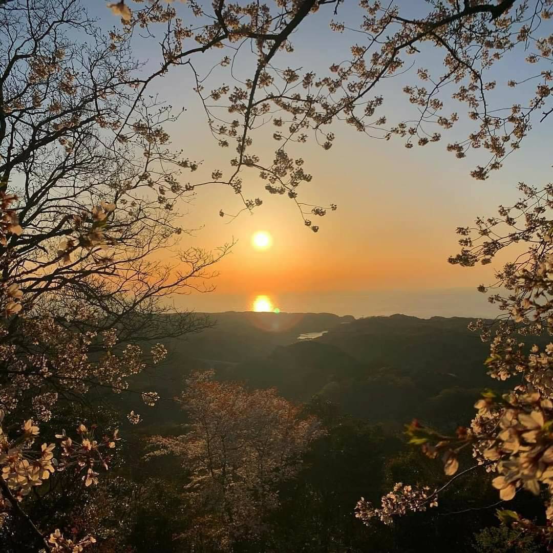 大田市温泉津町清水大師寺の桜