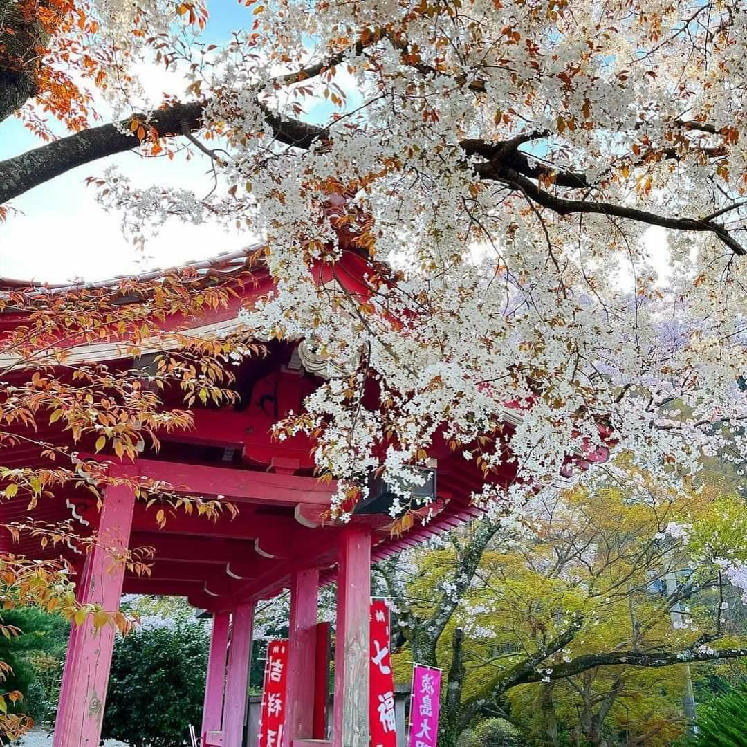 大田市温泉津町清水大師寺の桜