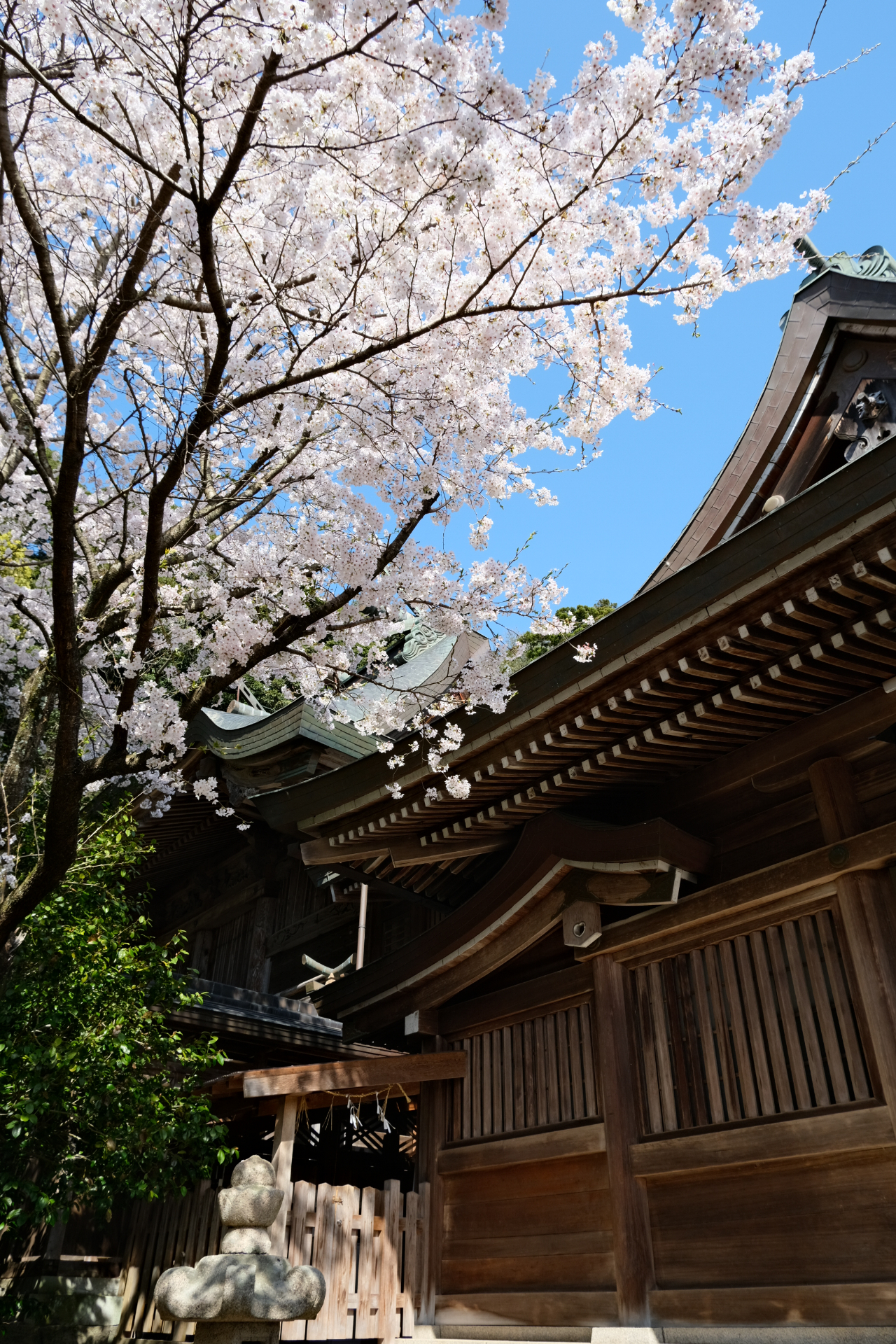物部神社の桜