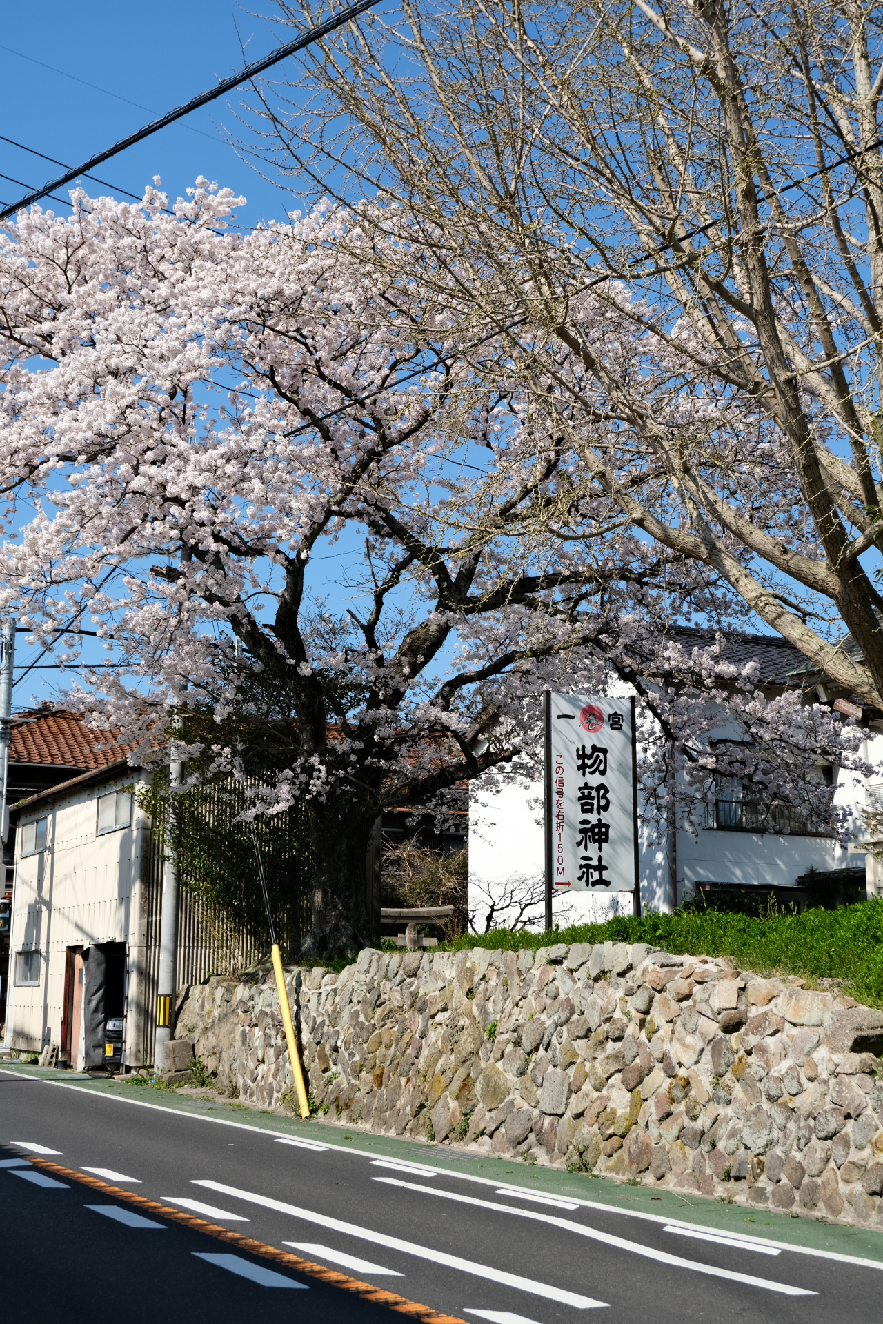 物部神社の桜
