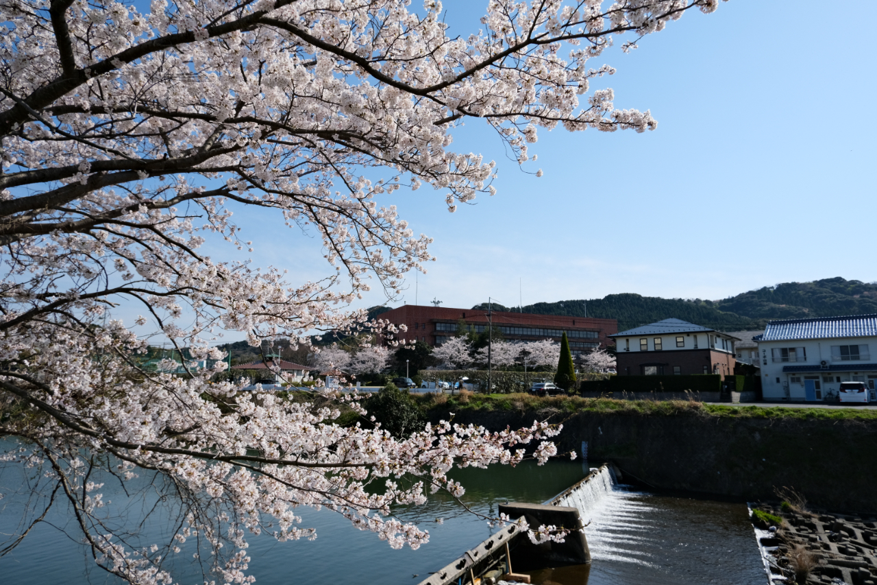 大田市役所近くの桜