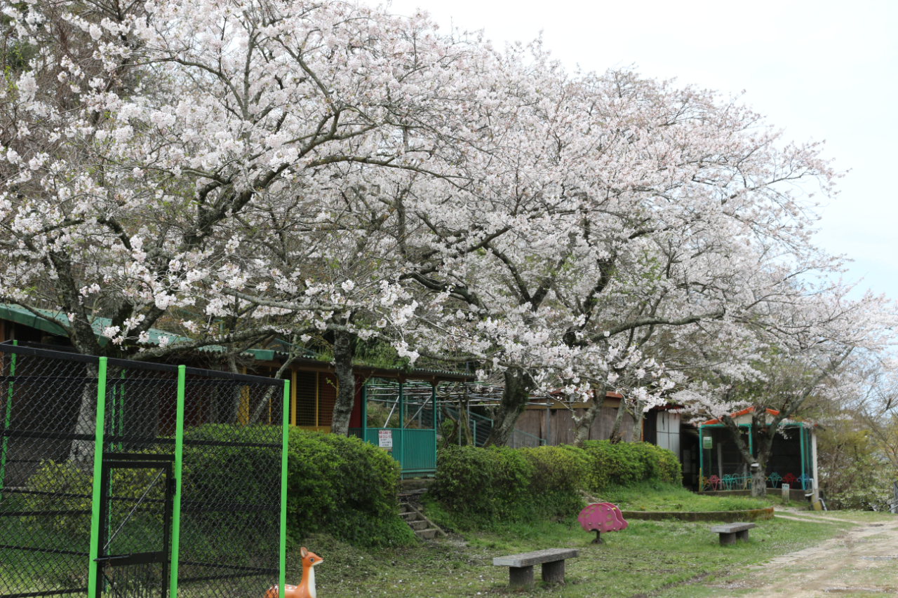 代官山公園の桜