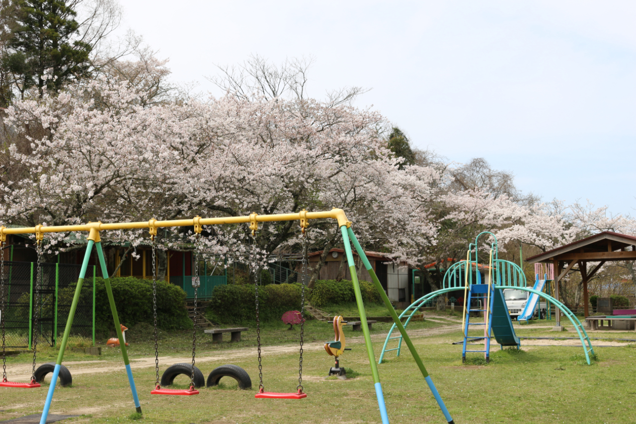 代官山公園の桜