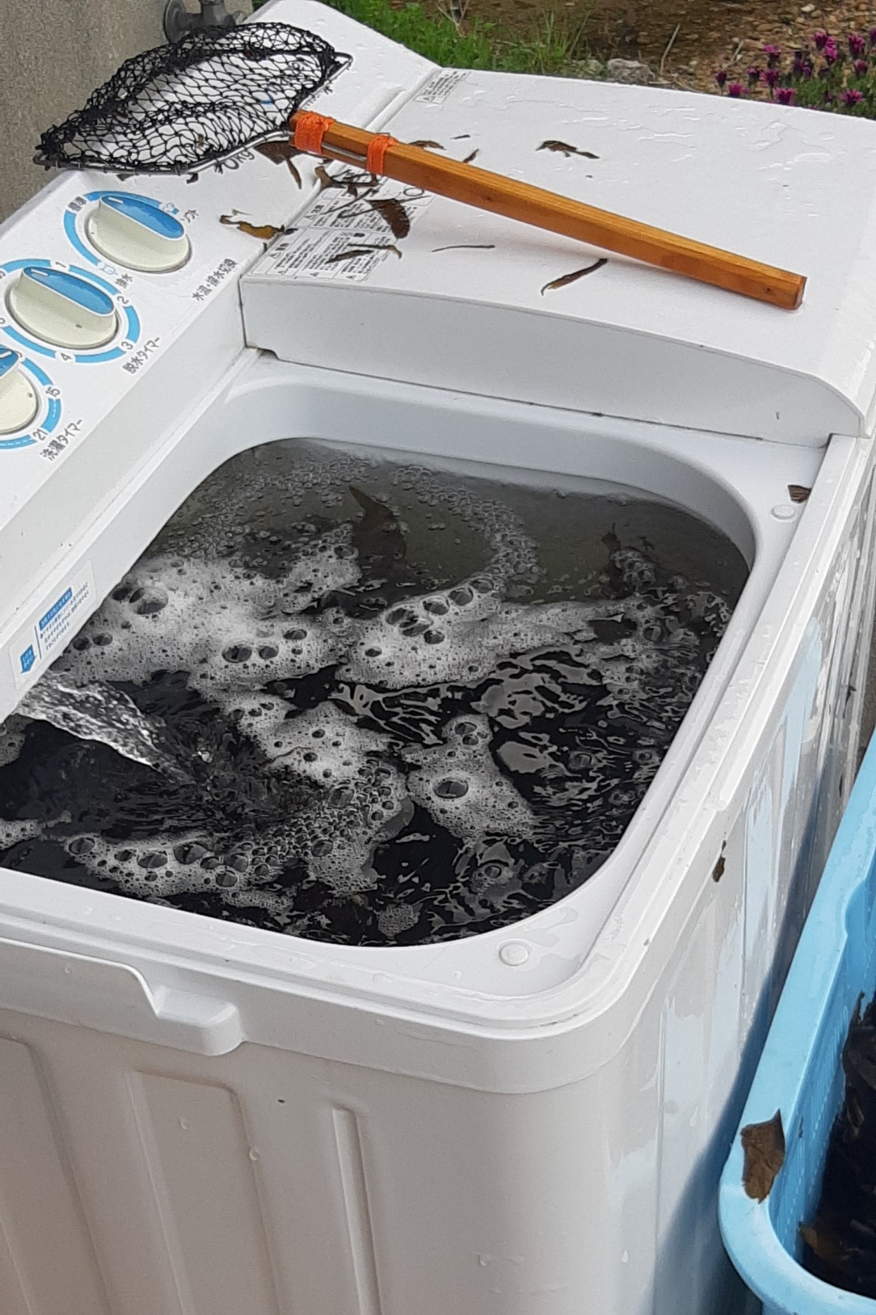 温泉津の「天然わかめ」を洗濯機で洗っている様子