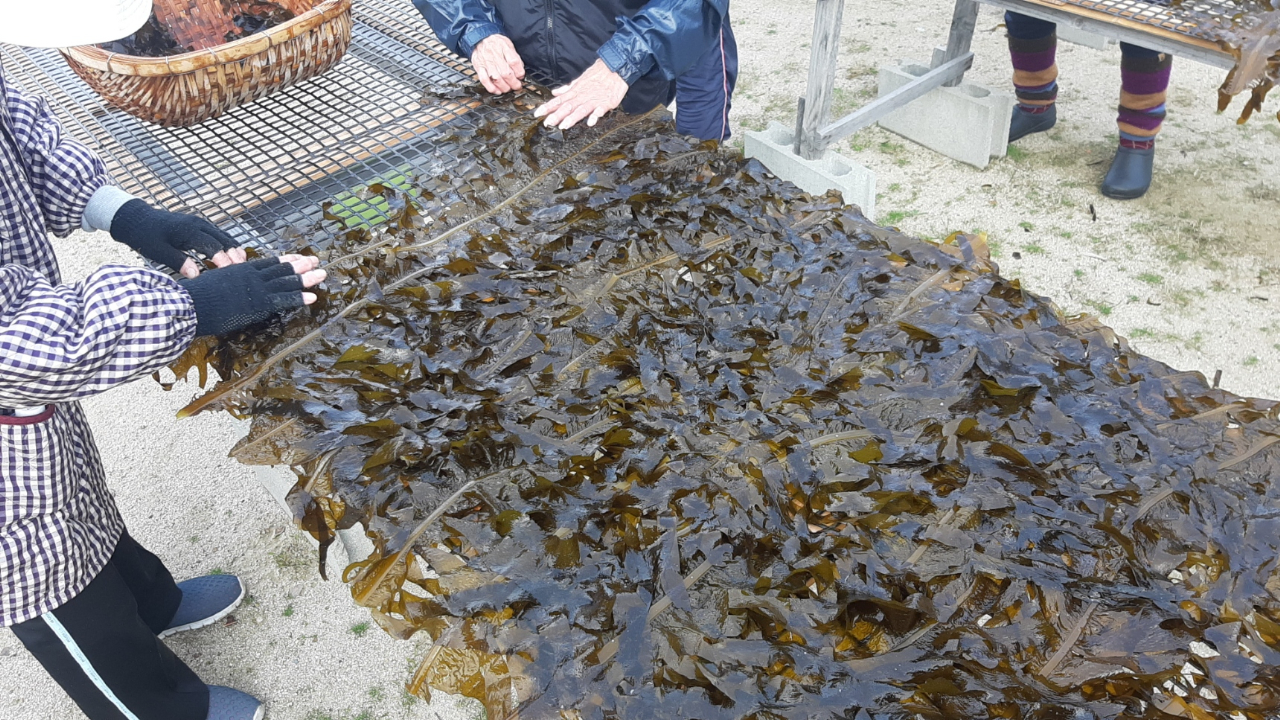 温泉津の「天然わかめ」