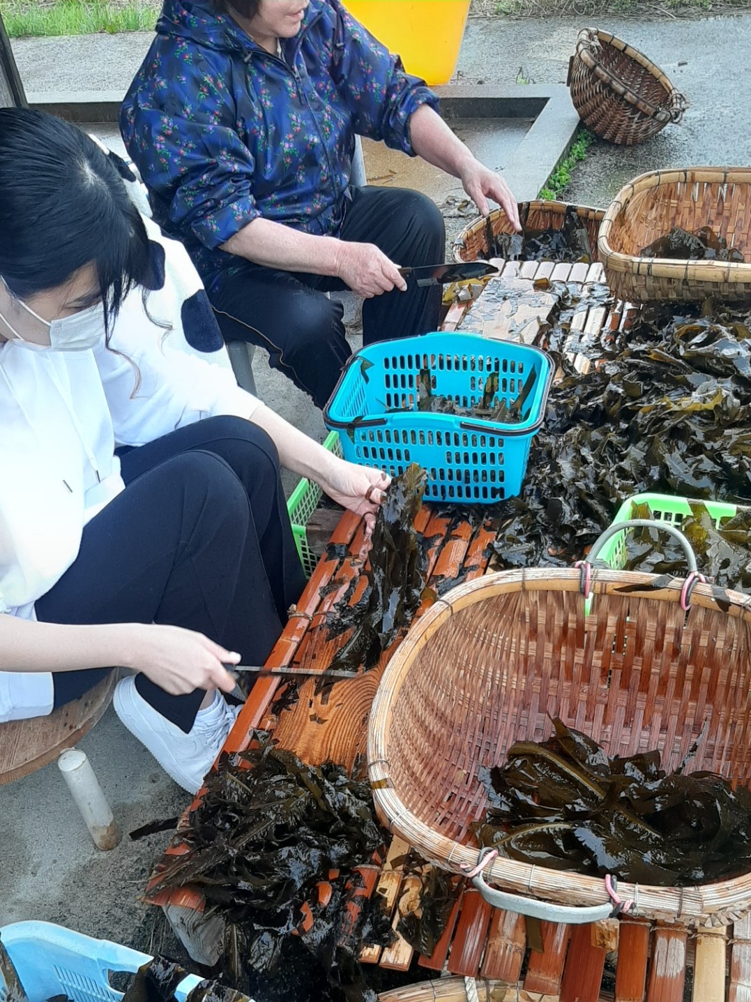 温泉津の「天然わかめ」を切っている様子