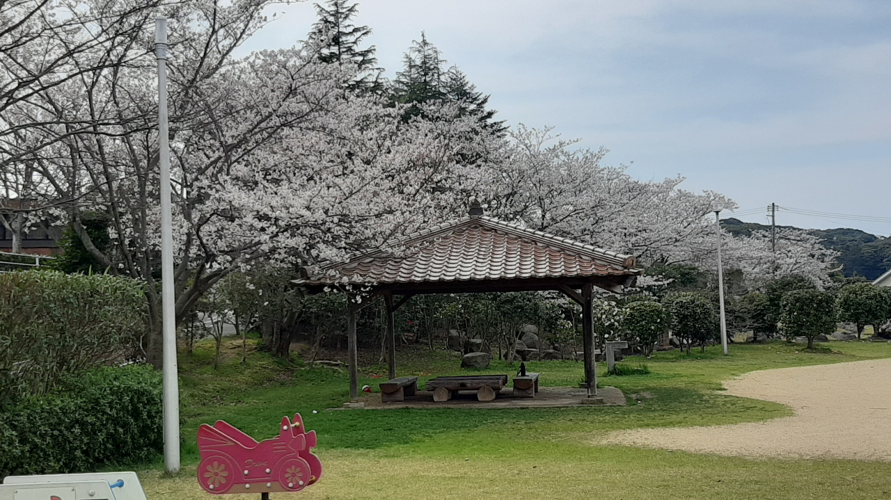 宮崎公園の桜