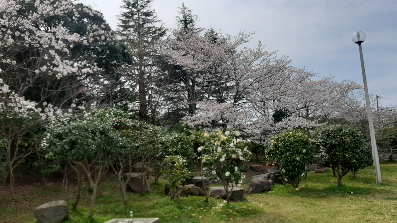 宮崎公園の桜