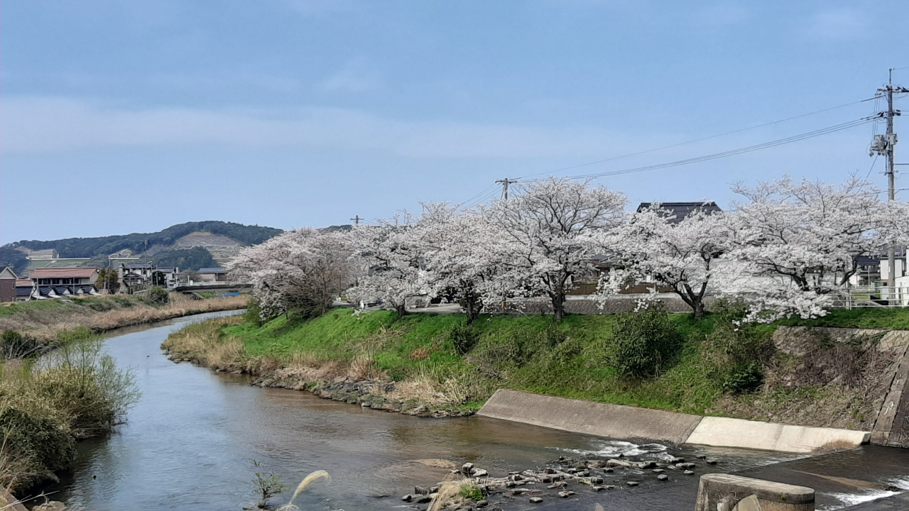 宮崎公園の桜