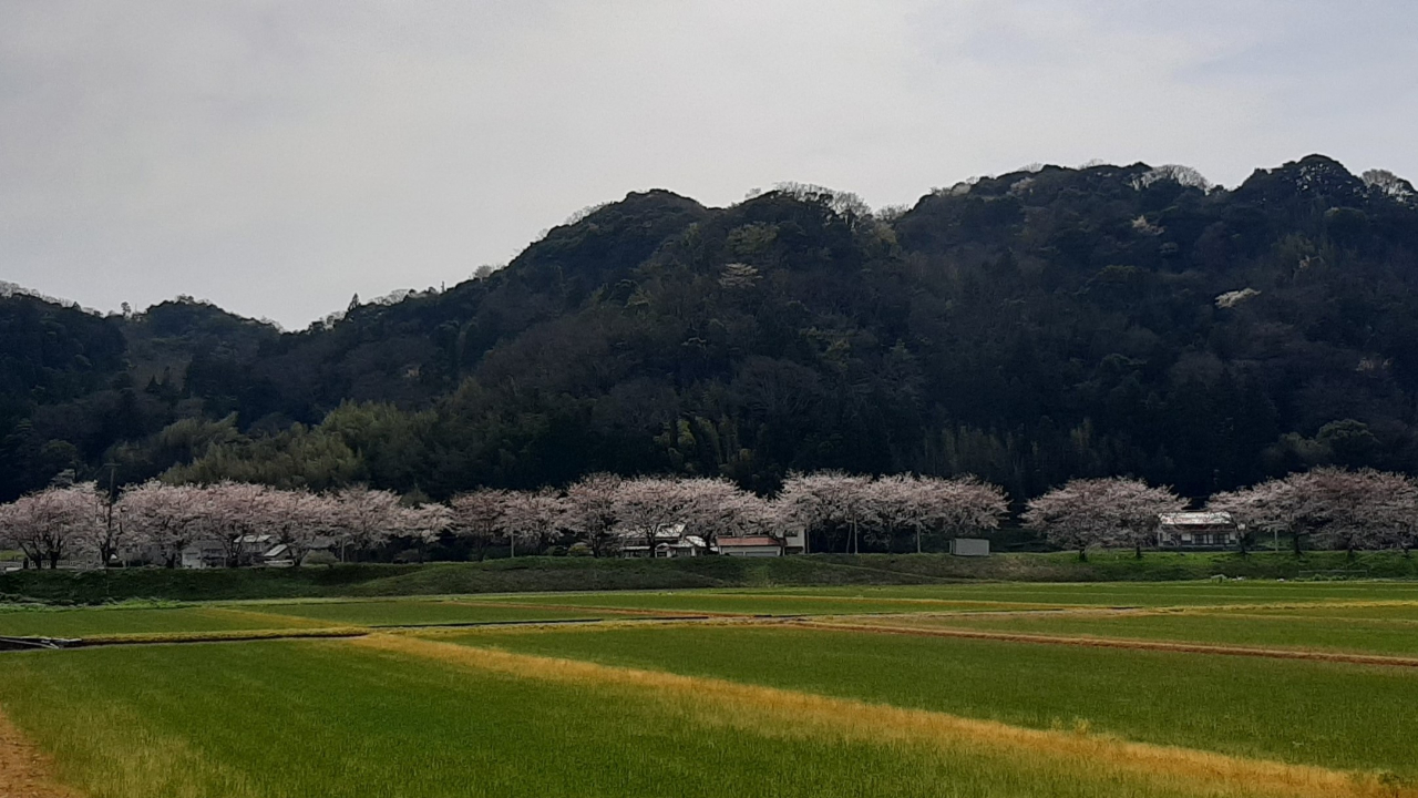 長久町稲用～延里静間川沿い　オリーブの近くの桜