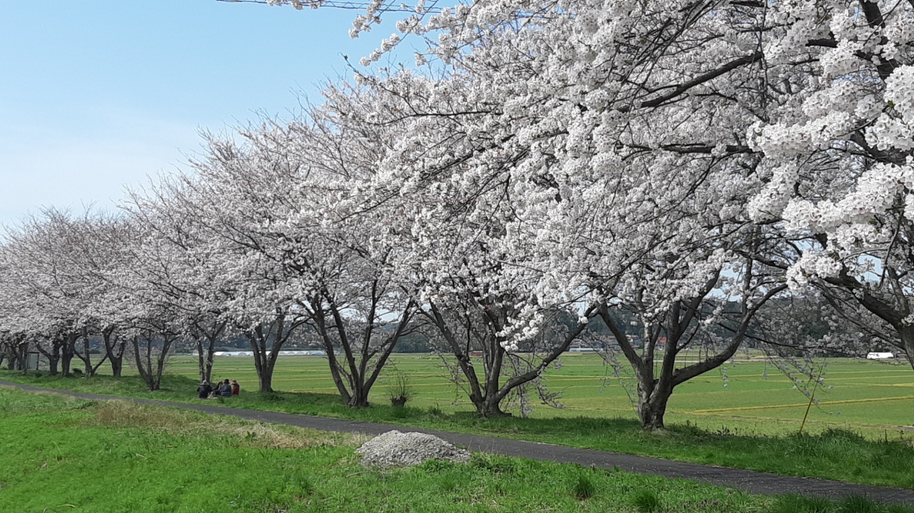 長久町稲用～延里静間川沿い　オリーブの近くの桜