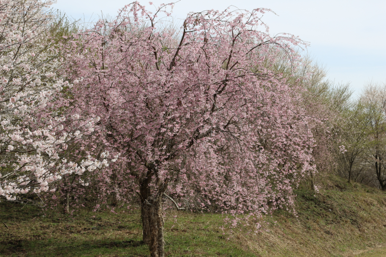 三瓶の上山の桜