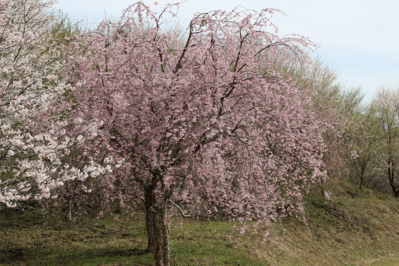 三瓶の上山の桜