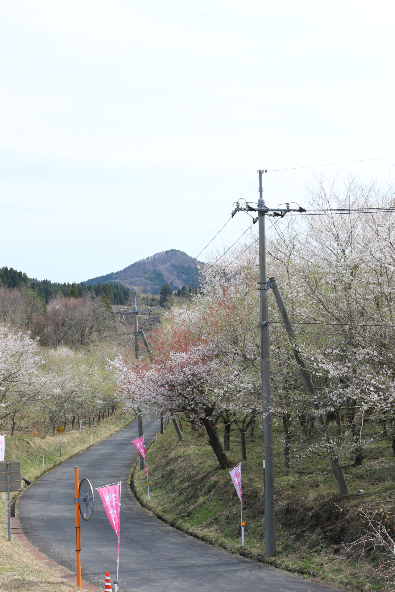 三瓶の上山の桜