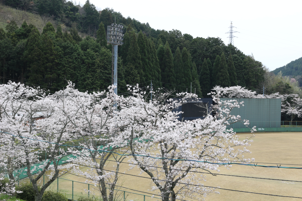 大田市運動公園の桜