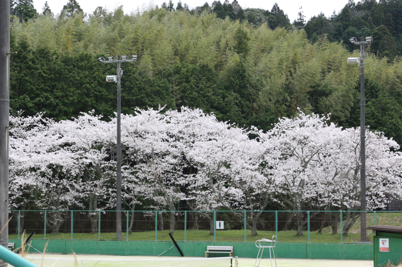 大田市運動公園の桜