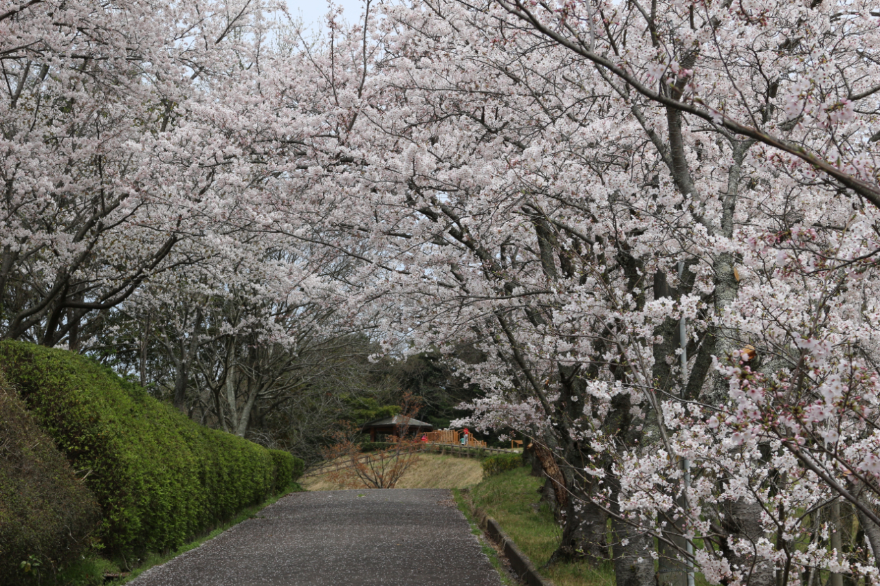 大田市運動公園の桜