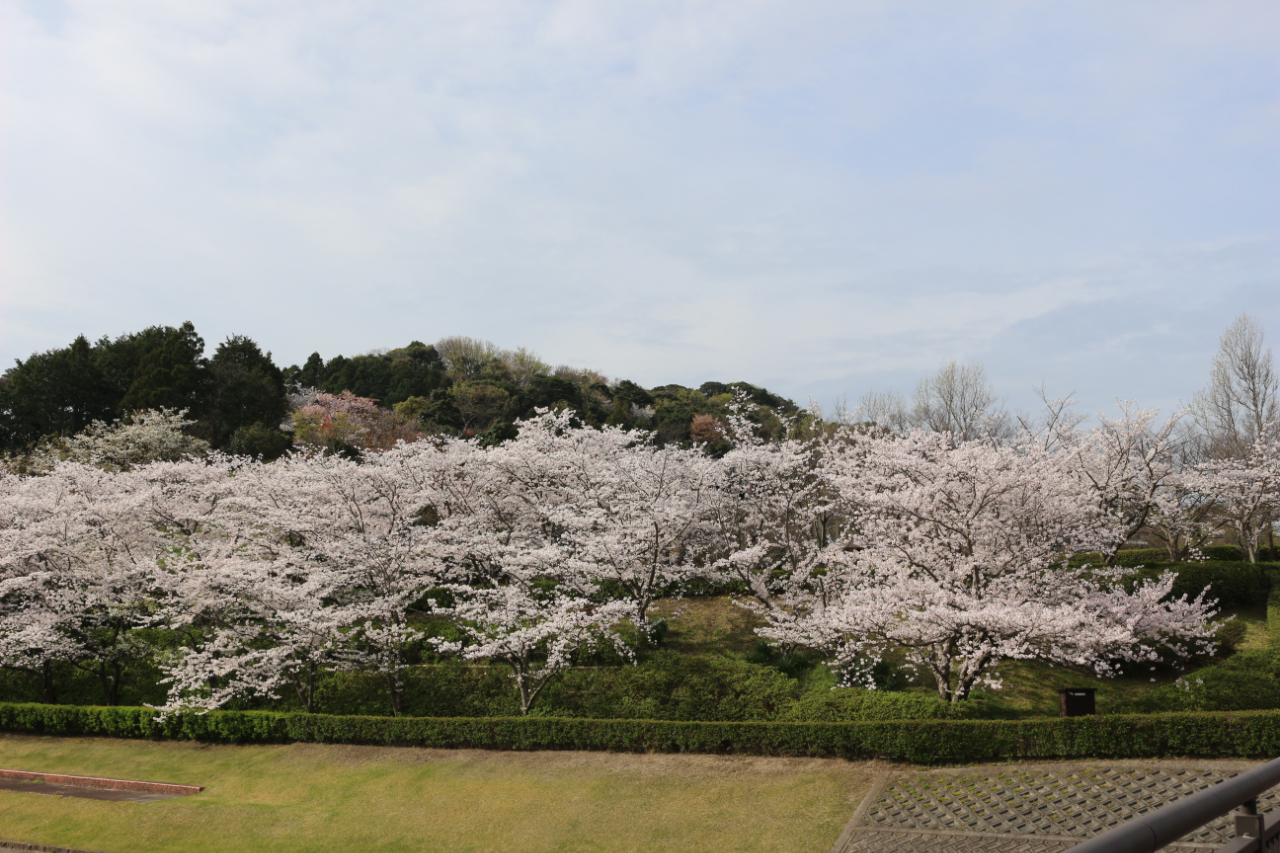 仁摩の桜