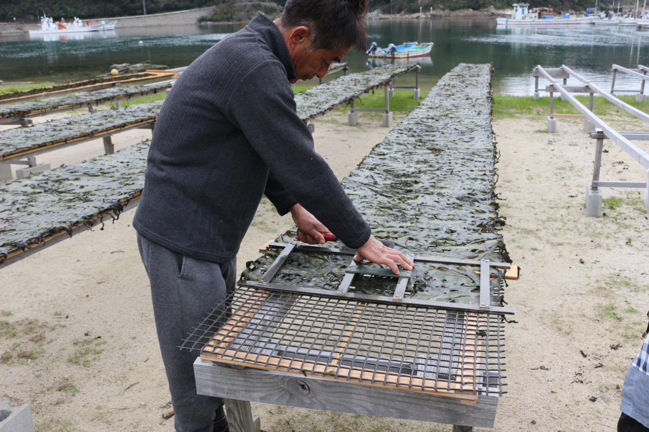 温泉津の「天然わかめ」カットする様子