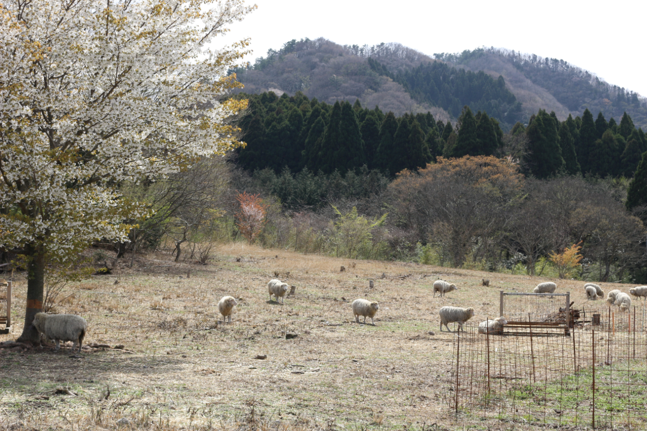 KASAGI FIBER STUDIO　牧場公開日