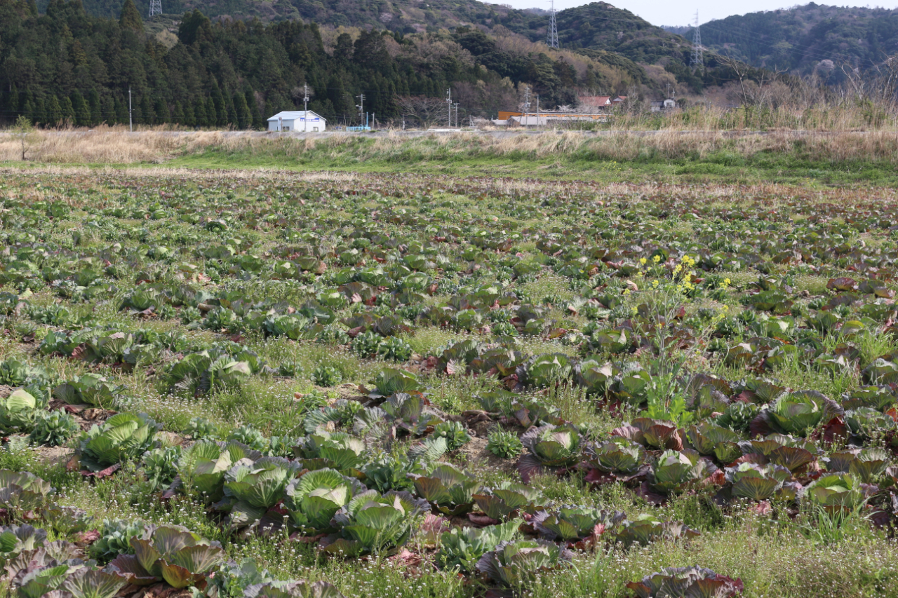内田農園のキャベツ畑