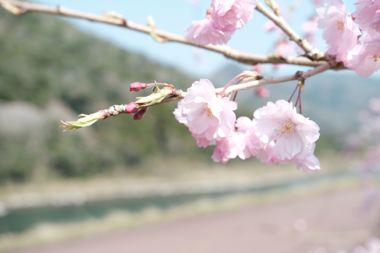 道の駅グリーンロード大和から見える桜　島根県美郷町