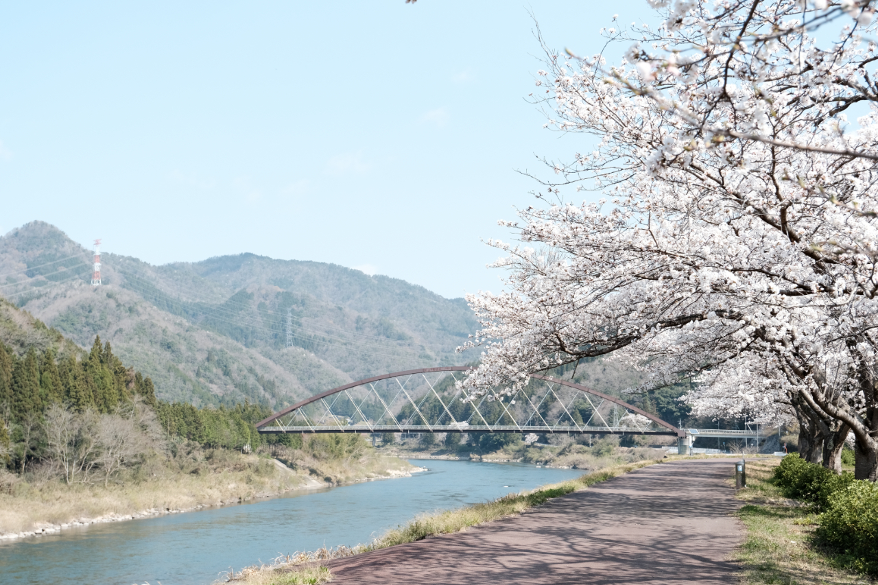 道の駅グリーンロード大和から見える桜　島根県美郷町