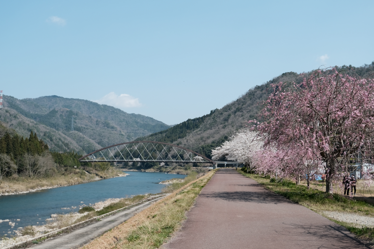 道の駅グリーンロード大和から見える桜　島根県美郷町