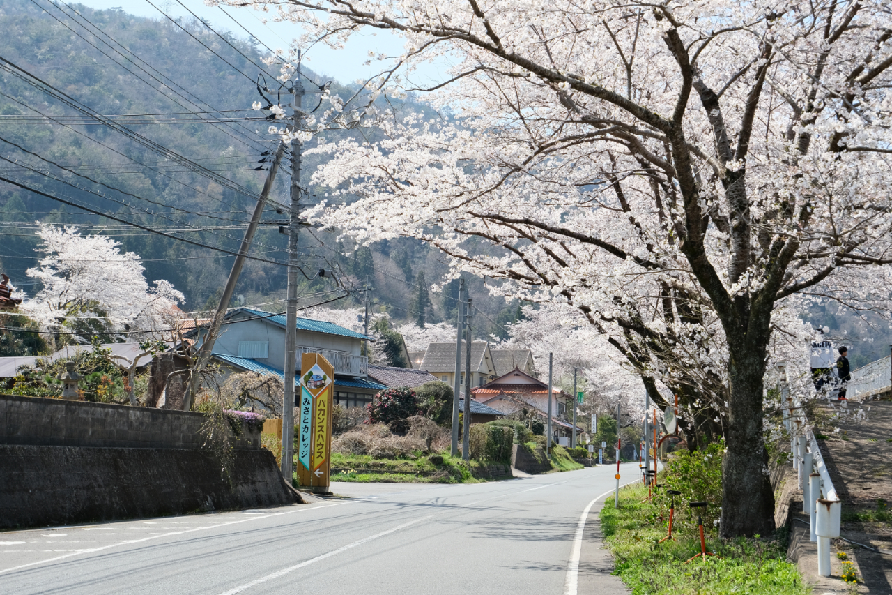 潮駅周辺の桜並木　島根県美郷町