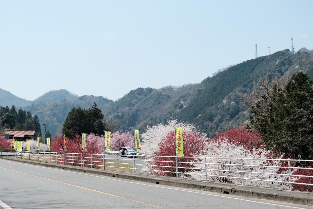 妙用寺　周辺の花桃　島根県美郷町