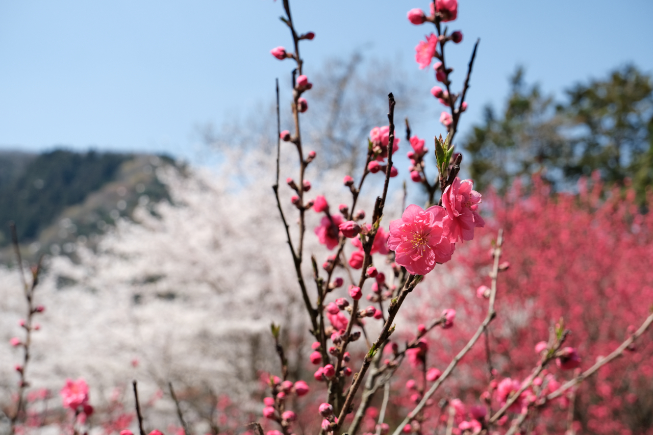 妙用寺　周辺の花桃　島根県美郷町