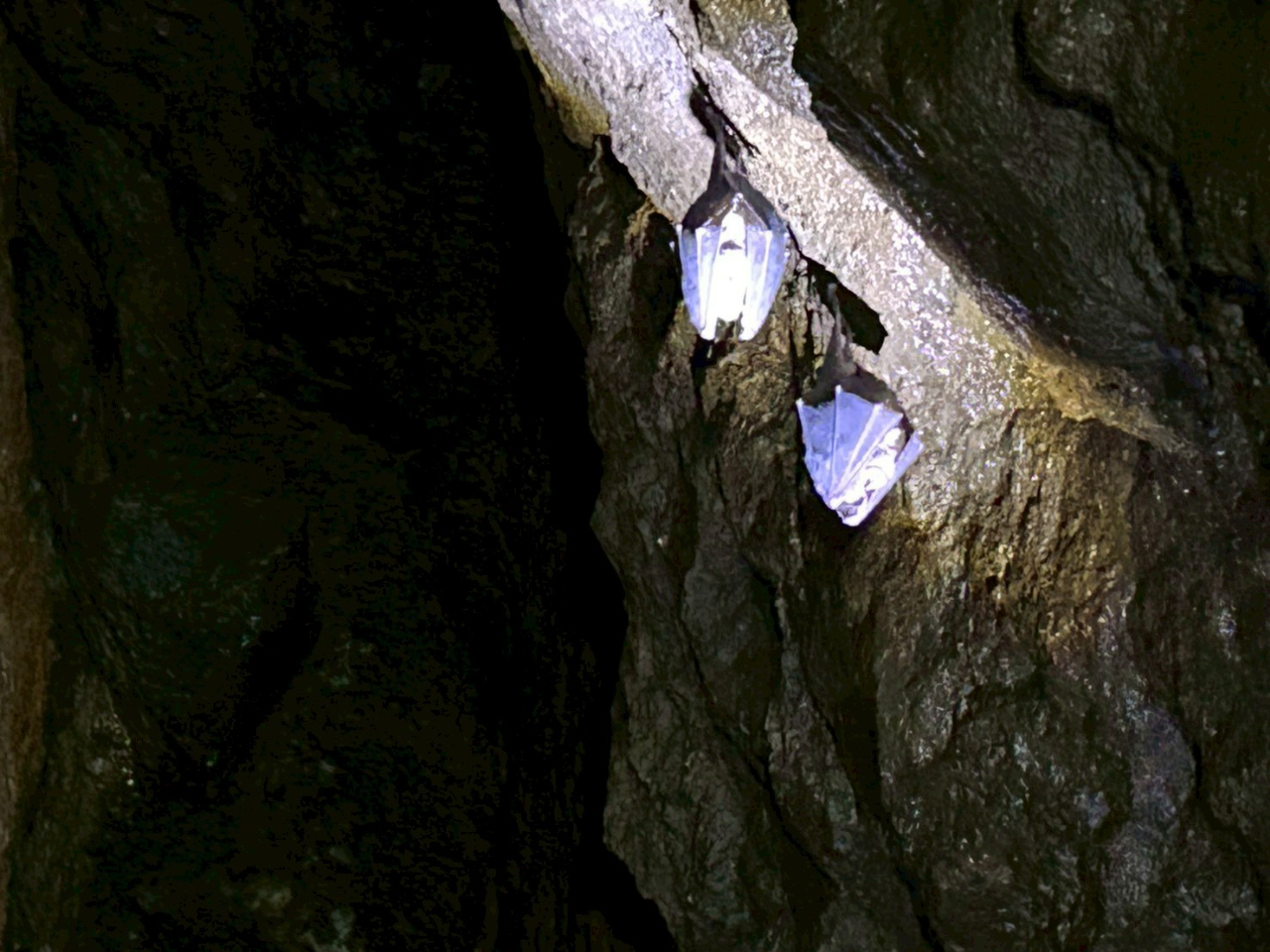 大久保間歩一般公開限定ツアー