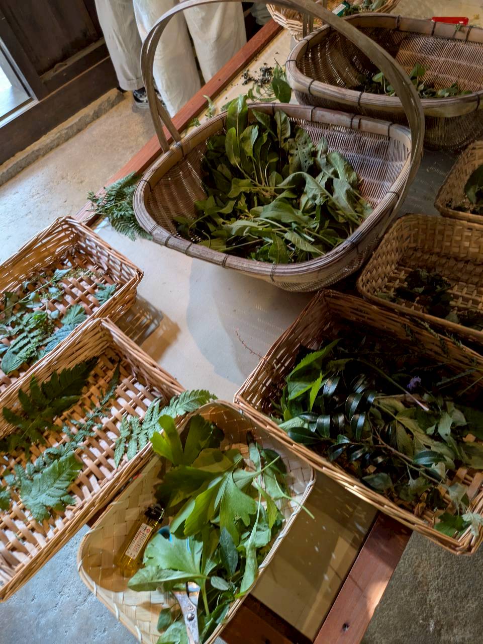 採取して並んだ植物