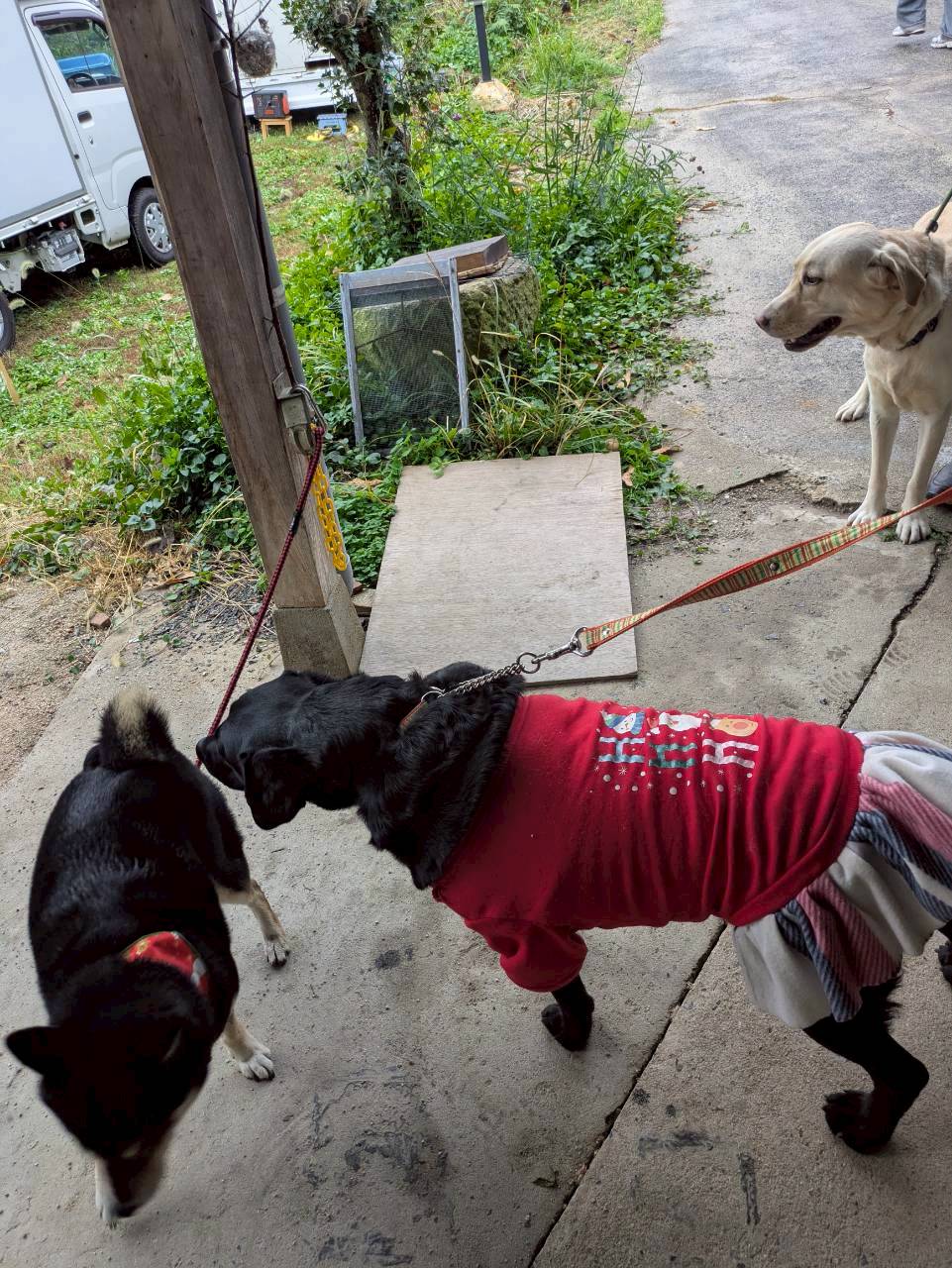 里山桃源郷 空庭ドックラン
