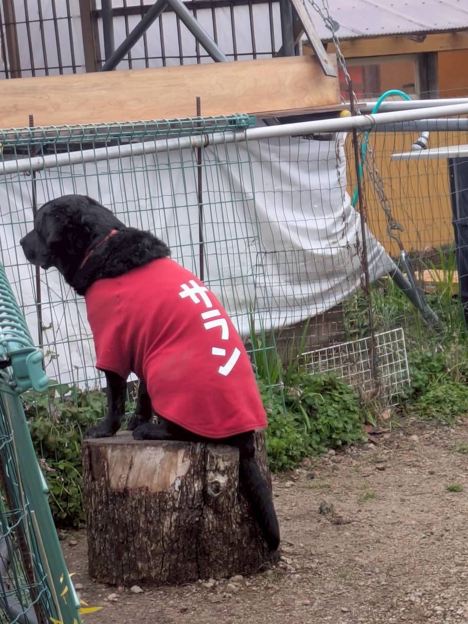里山桃源郷 空庭ドックラン