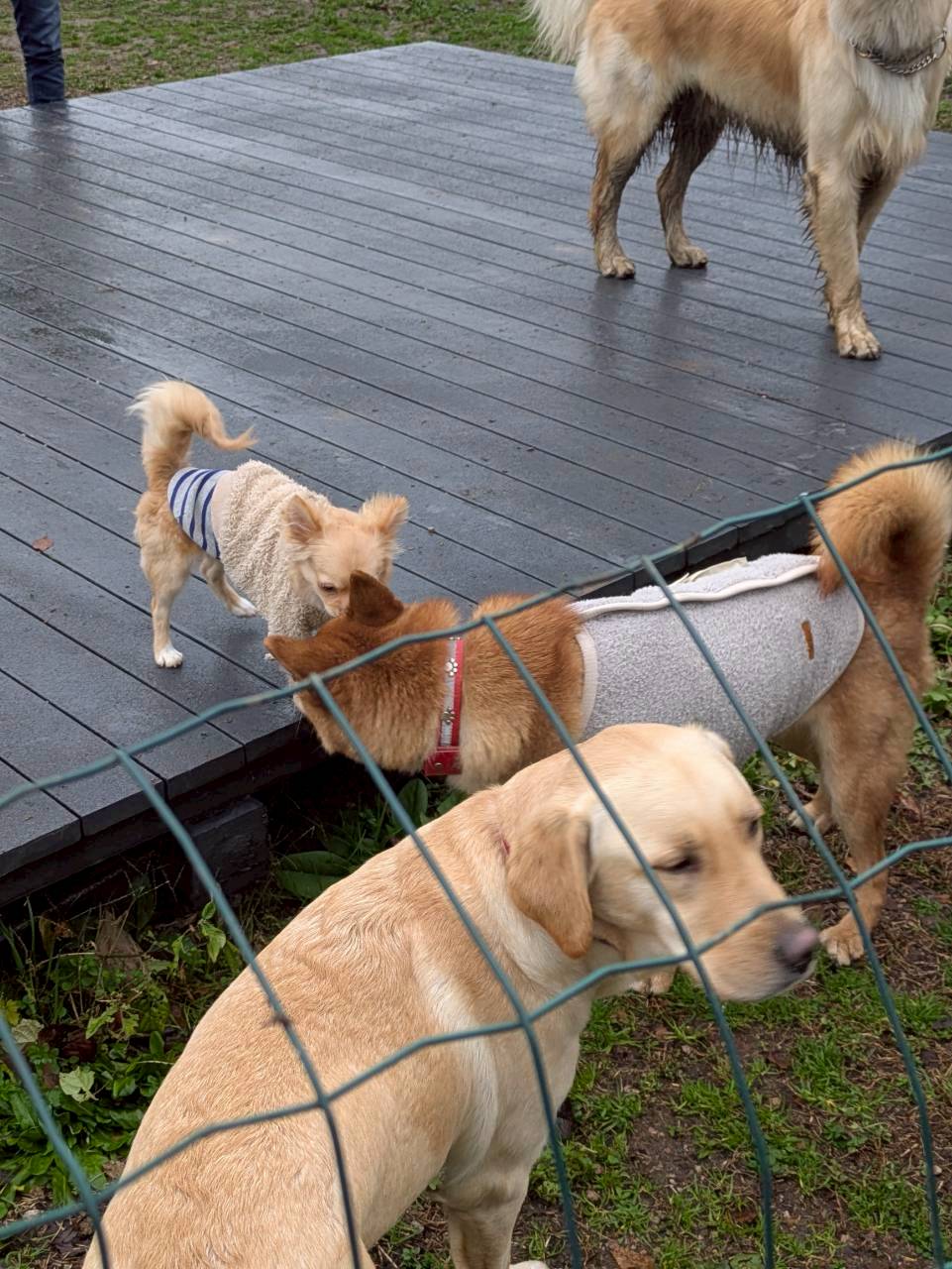 里山桃源郷 空庭ドックラン