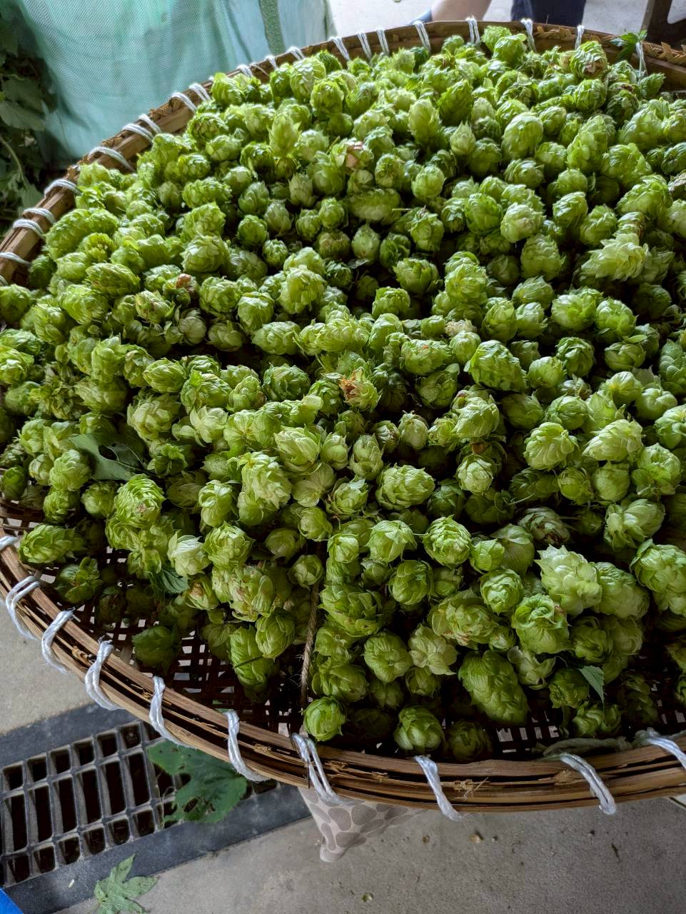 出雲発泡酒『ITONAMI BEER』のホップ