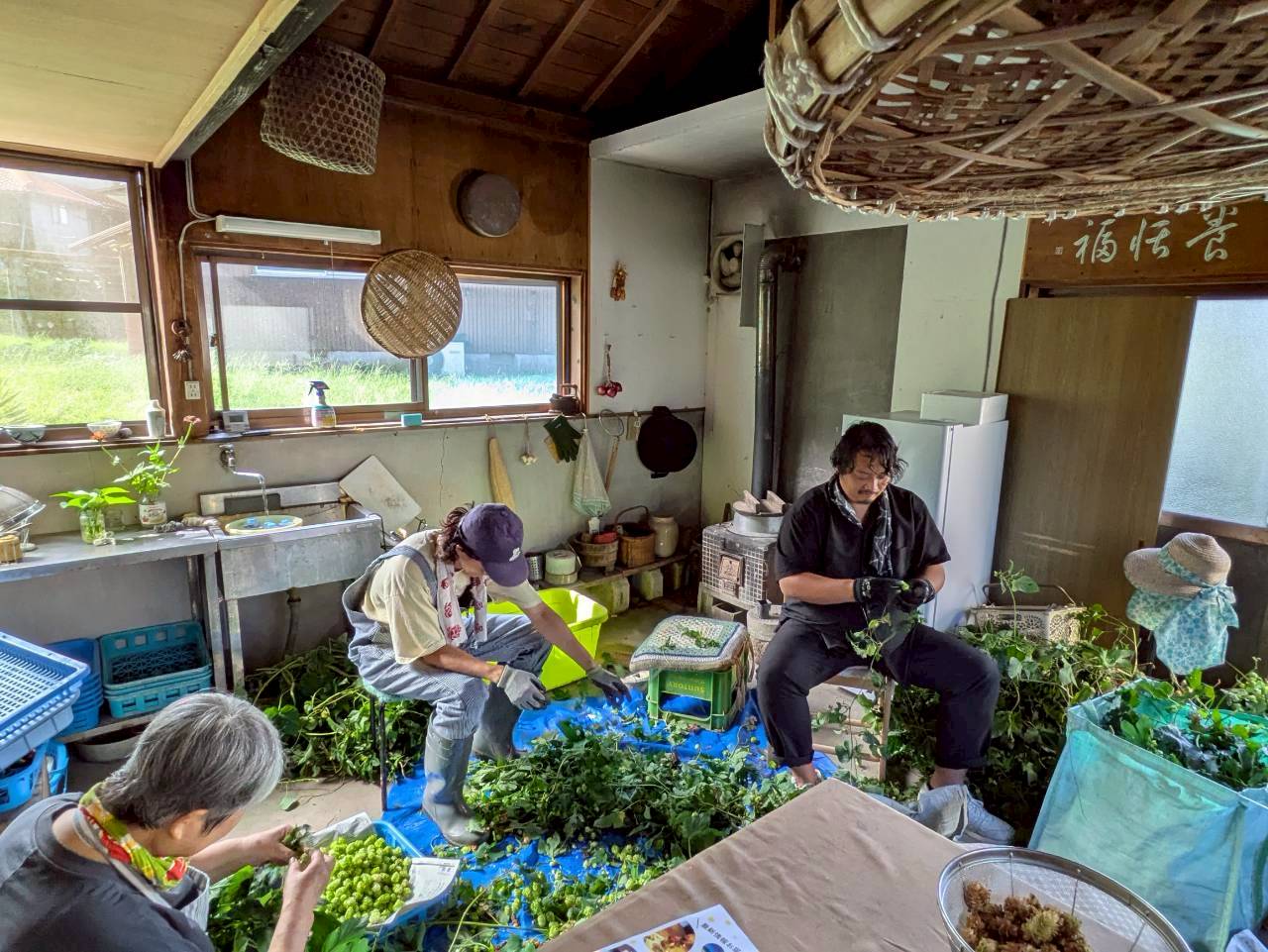 出雲発泡酒『ITONAMI BEER』ホップ収穫作業の様子