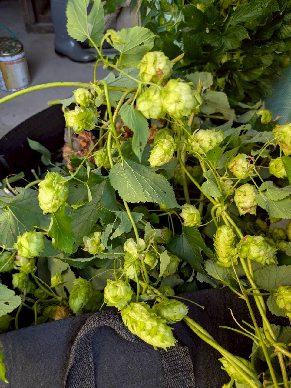 出雲発泡酒『ITONAMI BEER』ホップ栽培している様子