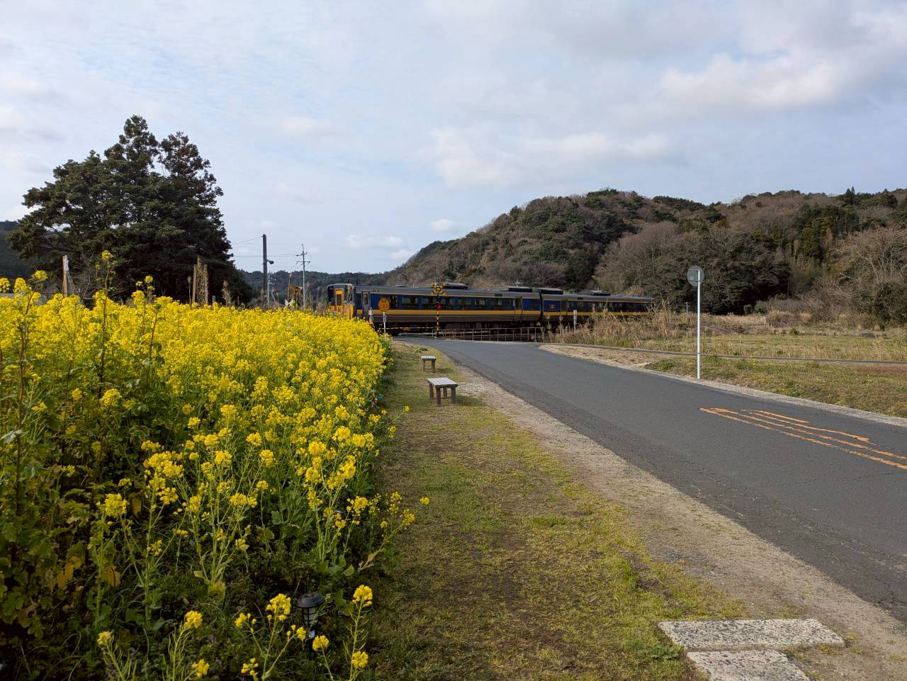 静間駅周辺の菜の花