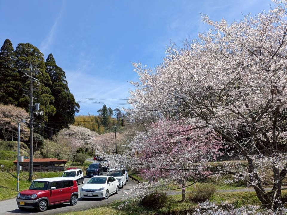 三瓶さくら祭りに向かう車の様子