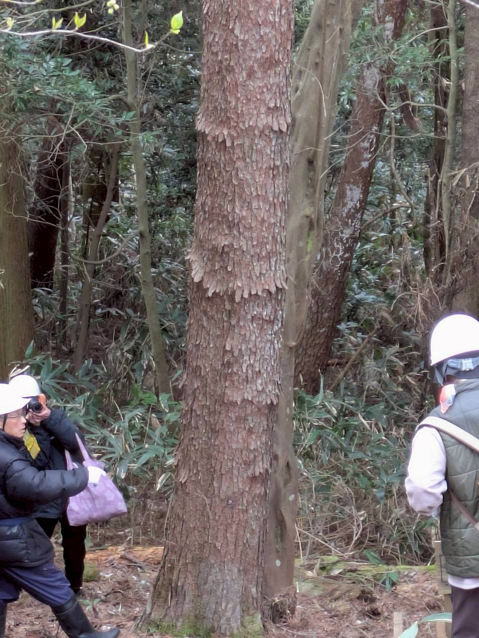 自生する鎧松の見学